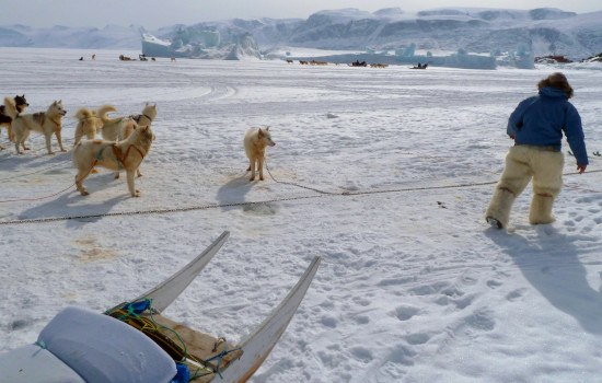Inuit sled dogs in the arctic